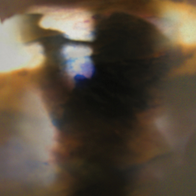 ANIMAL COLLECTIVE > Fall Be Kind